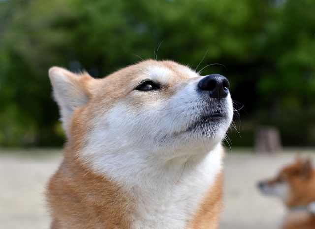 早急に解決すべき人材不足